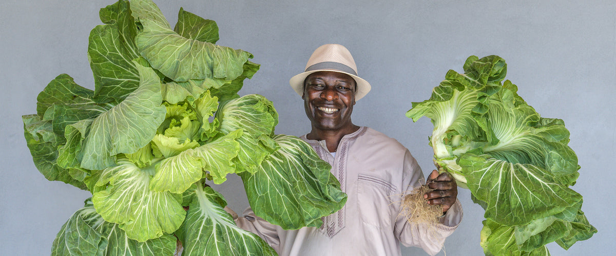 Vegetable Seeds collection hero