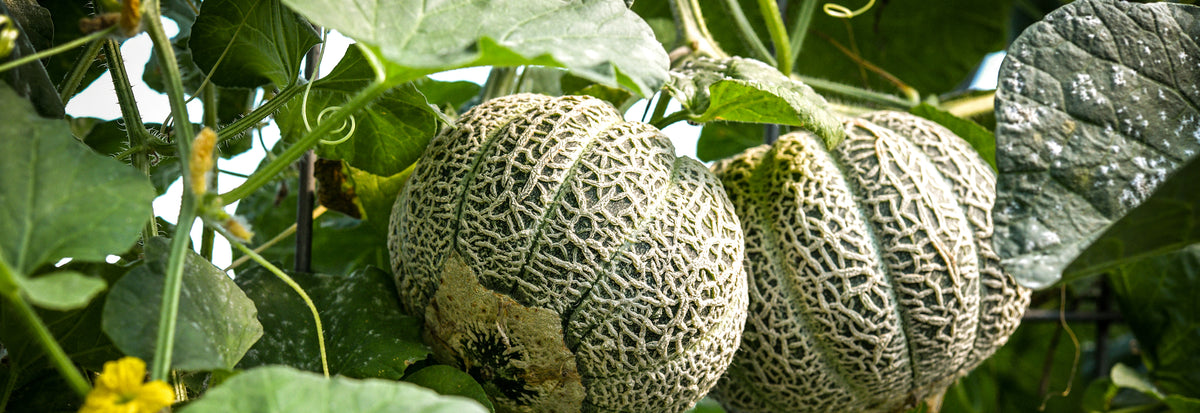 Melon Seeds collection hero