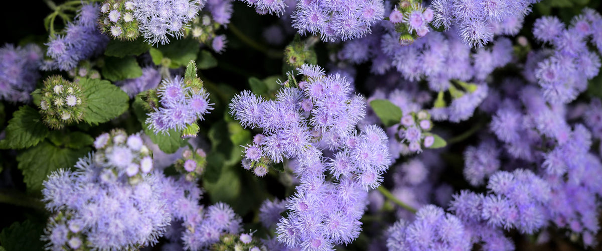 Ageratum Seeds collection hero