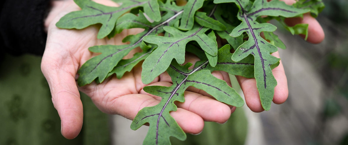 Arugula Seeds collection hero