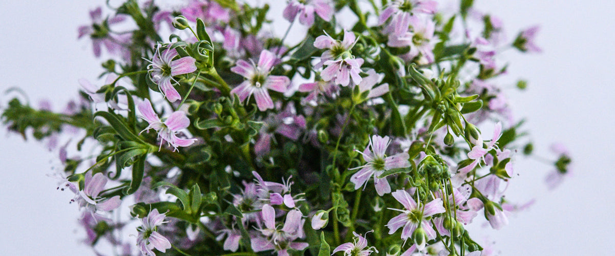 Baby's Breath Seeds (Covent Garden) collection hero