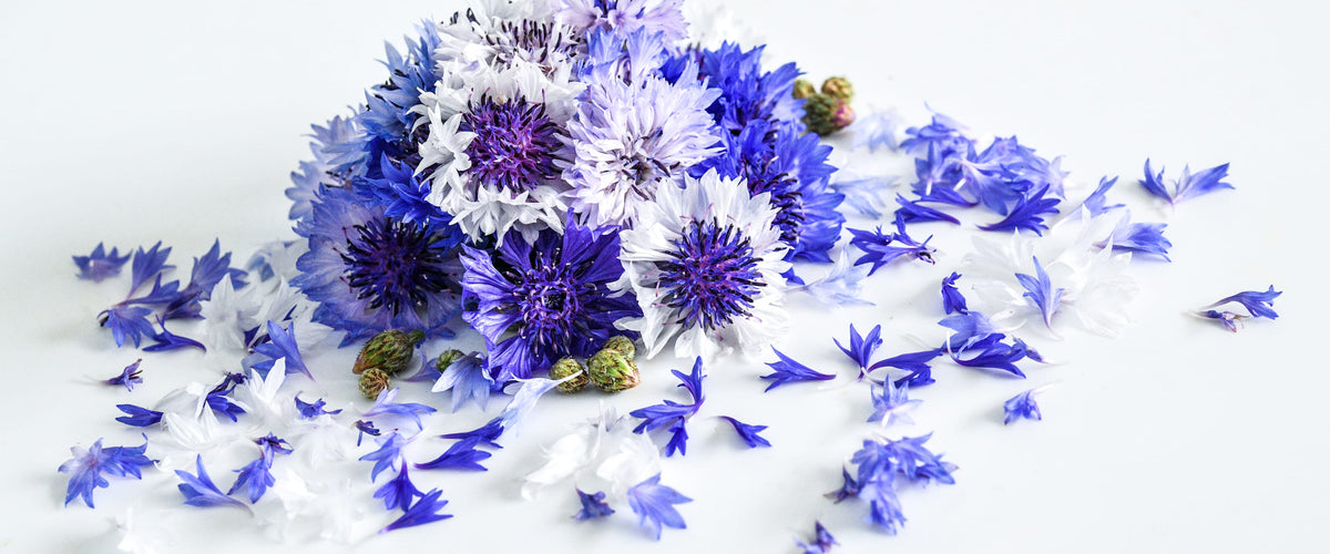Bachelor's Button Seeds collection hero