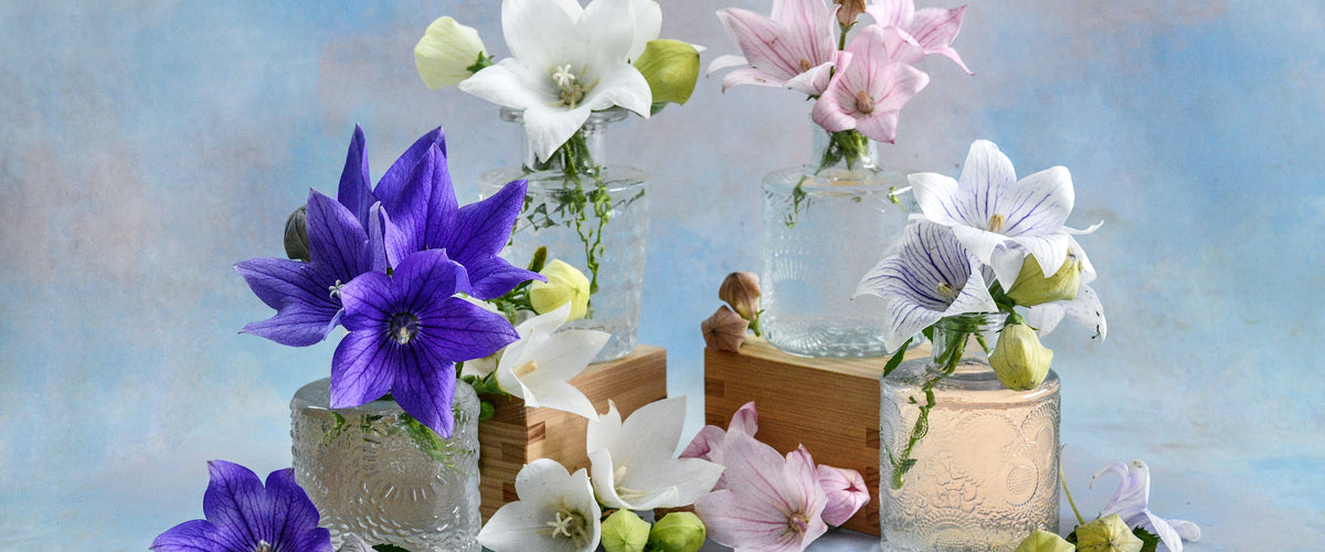 Balloon Flower Seeds collection hero