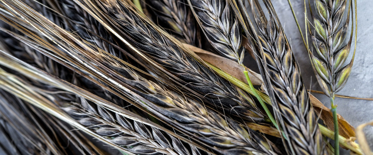 Barley Seeds collection hero