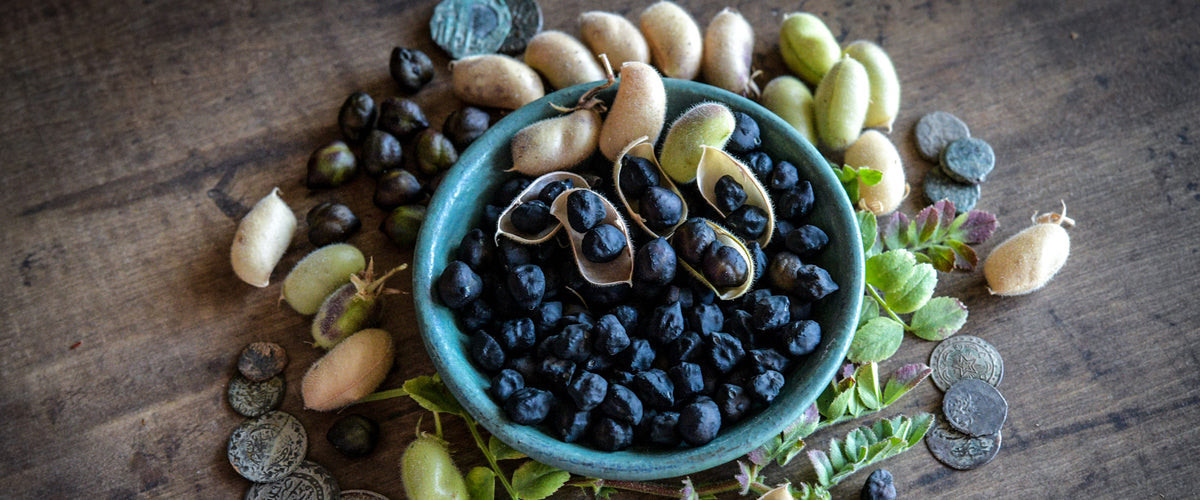 Bean Seeds, Garbanzo collection hero