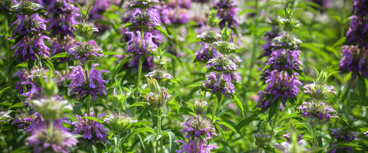 Bee Balm Seeds collection hero