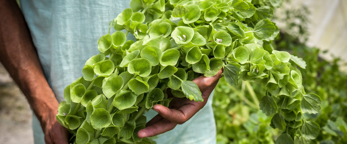 Bells Of Ireland Seeds collection hero