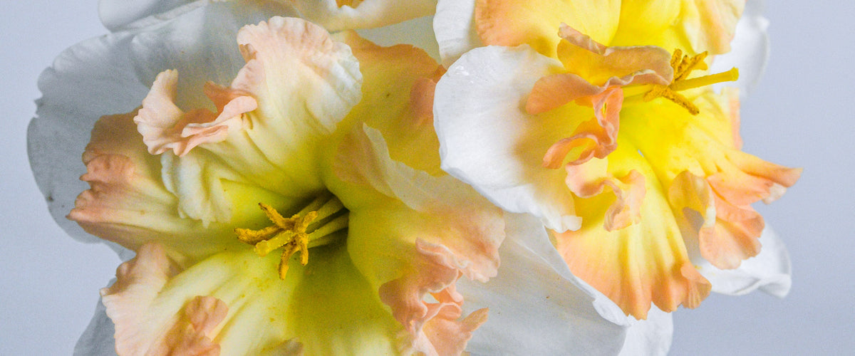 Daffodil Bulbs collection hero