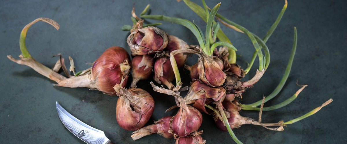 Onion Bulbs collection hero