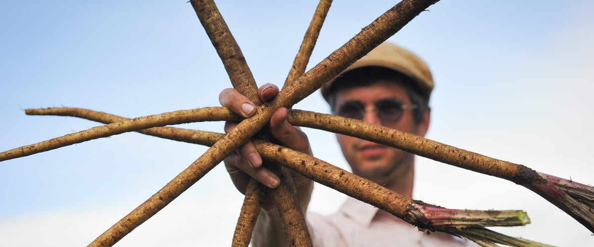 Burdock Seeds collection hero