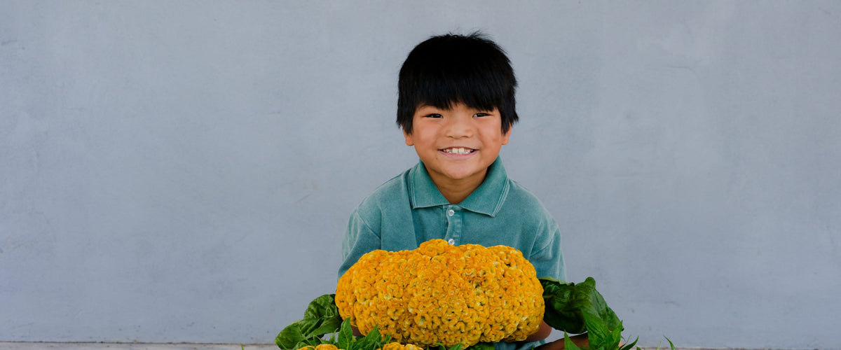 Celosia & Cockscomb Seeds collection hero
