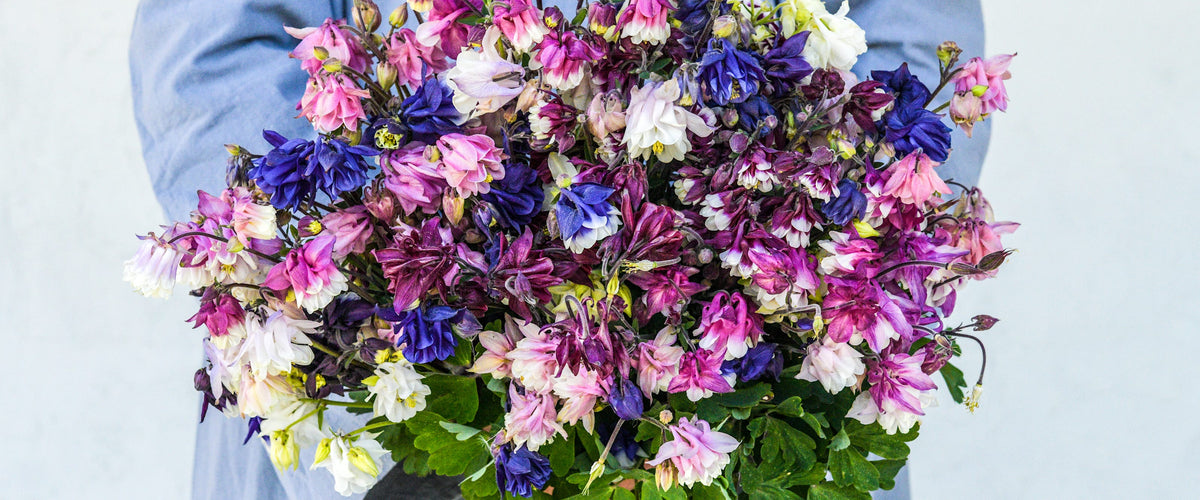 Columbine Seeds collection hero