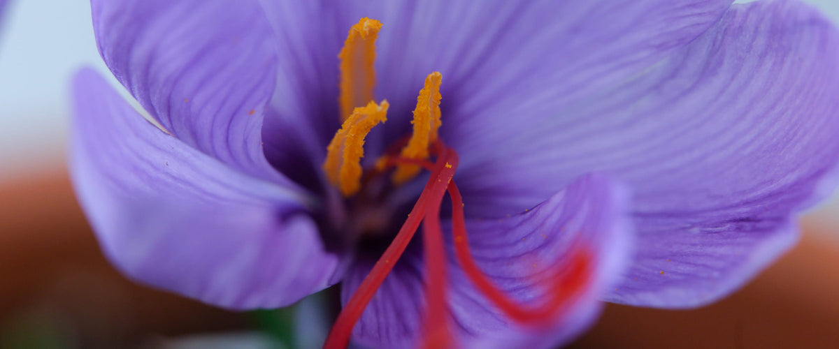 Crocus Bulbs collection hero