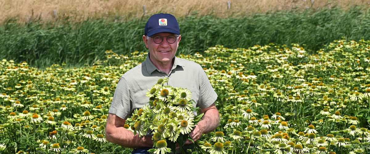 Echinacea Seeds collection hero