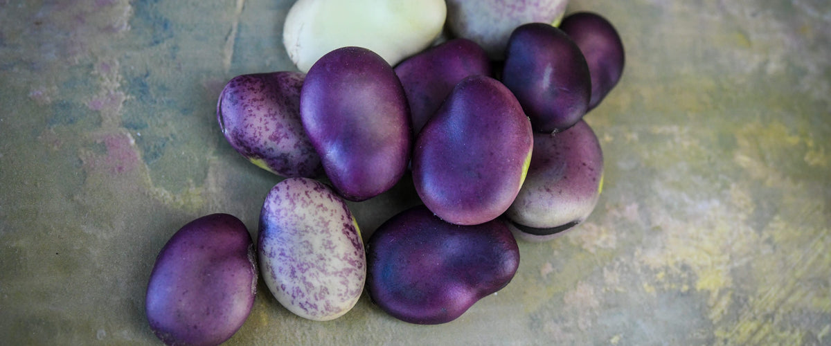 Bean Seeds, Fava collection hero