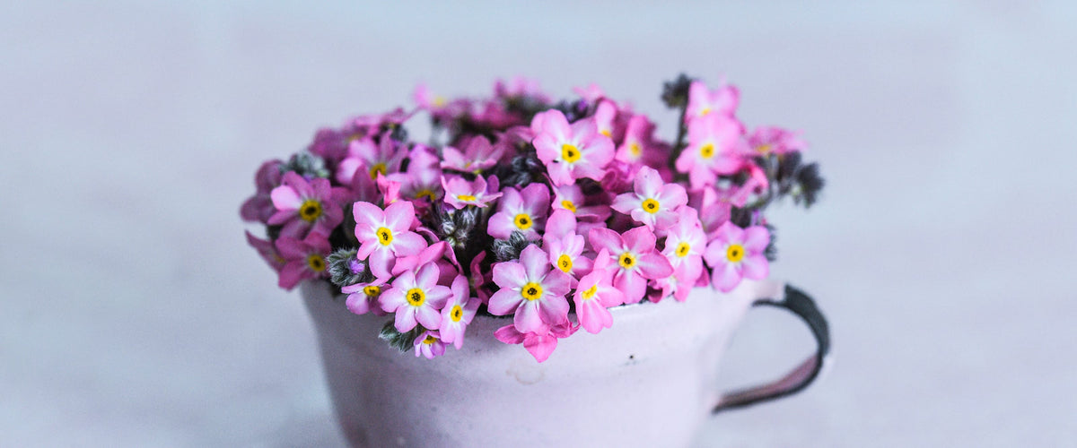 Forget-Me-Not Seeds collection hero