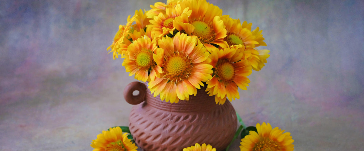 Gaillardia Seeds collection hero