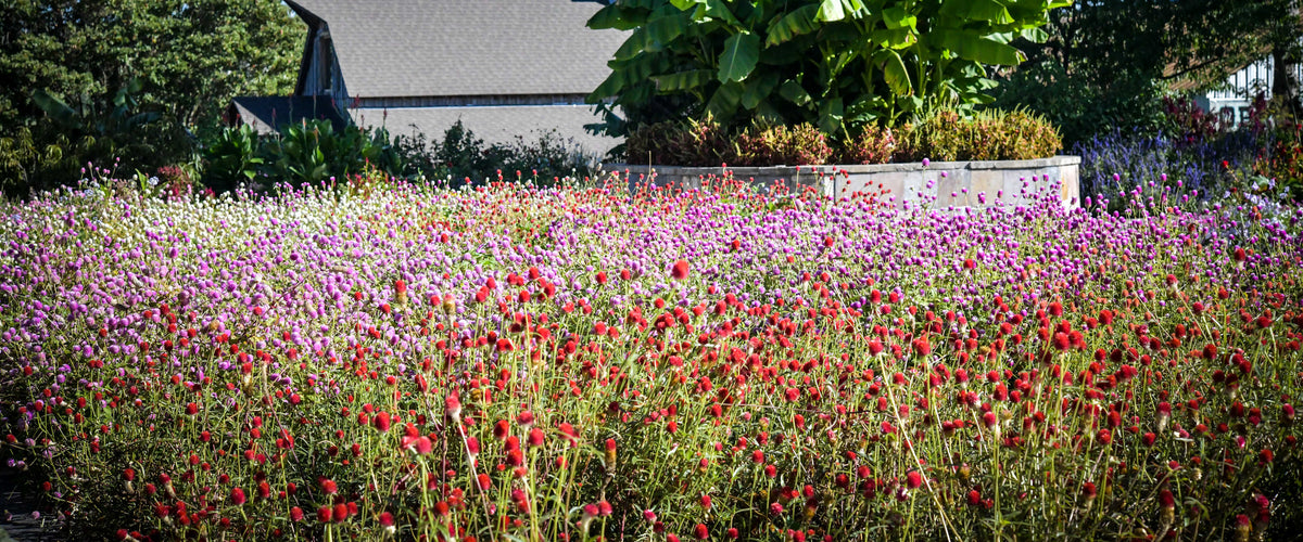 Gomphrena Seeds collection hero
