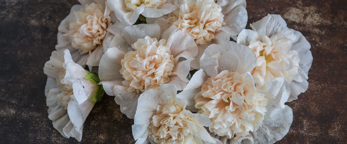 Hollyhock Seeds collection hero