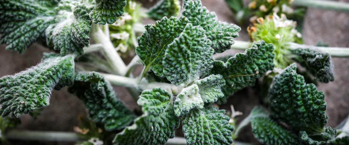 Horehound Seeds collection hero