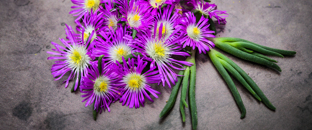 Iceplant Seeds collection hero