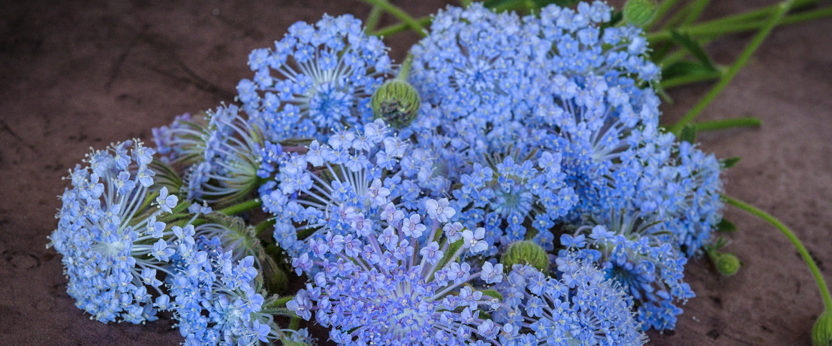 Lace Flower Seeds collection hero