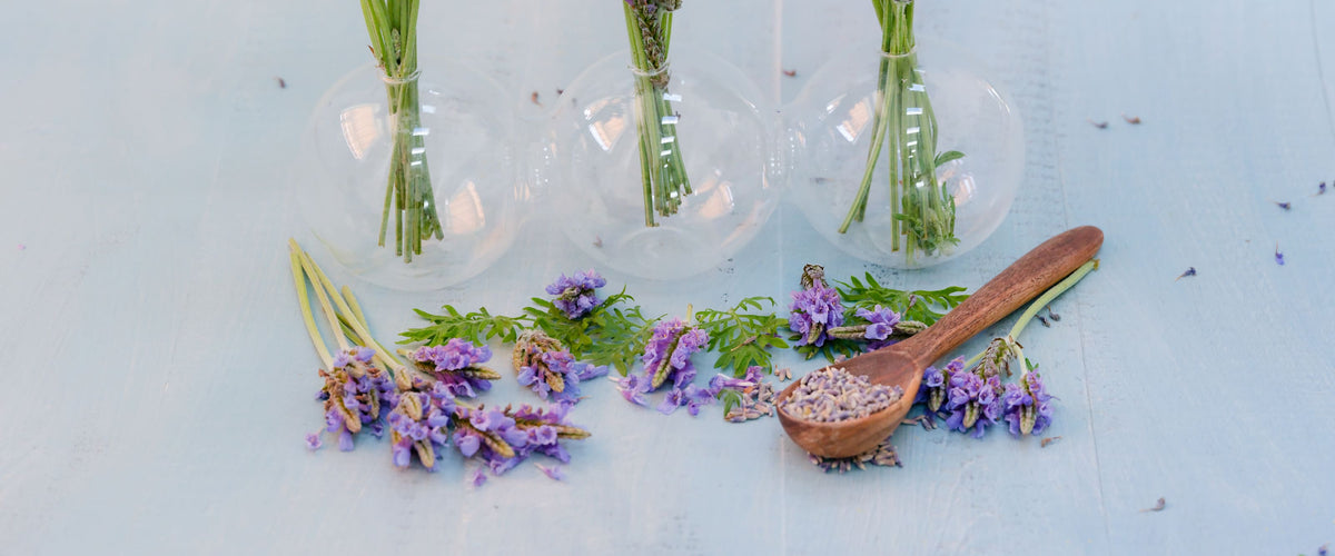 Lavender Seeds collection hero