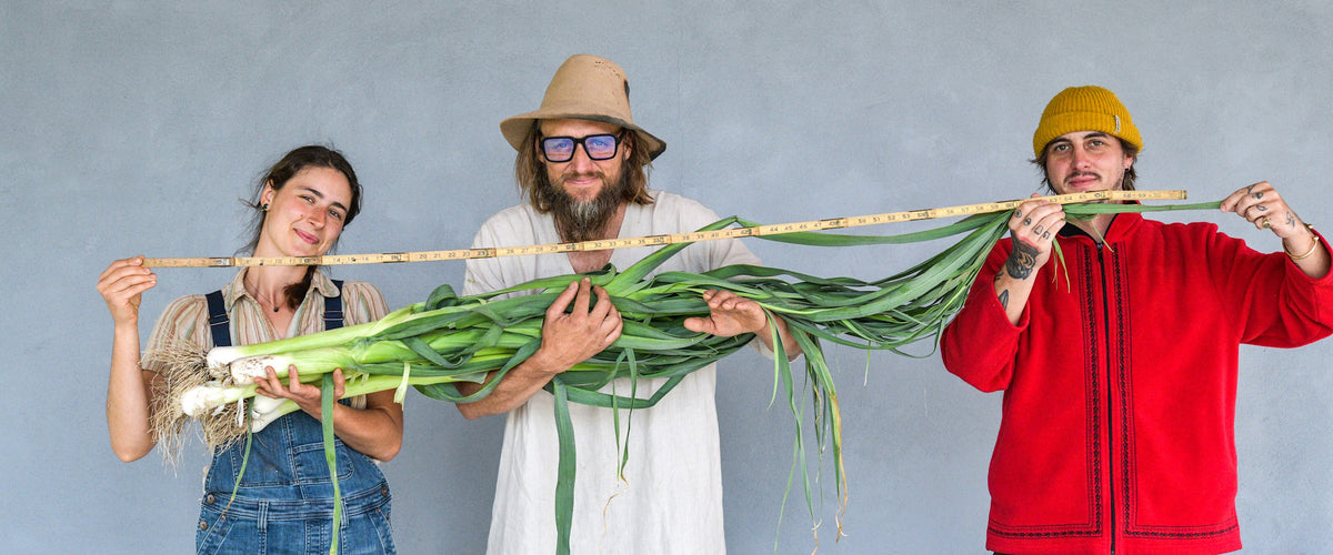 Leek Seeds collection hero