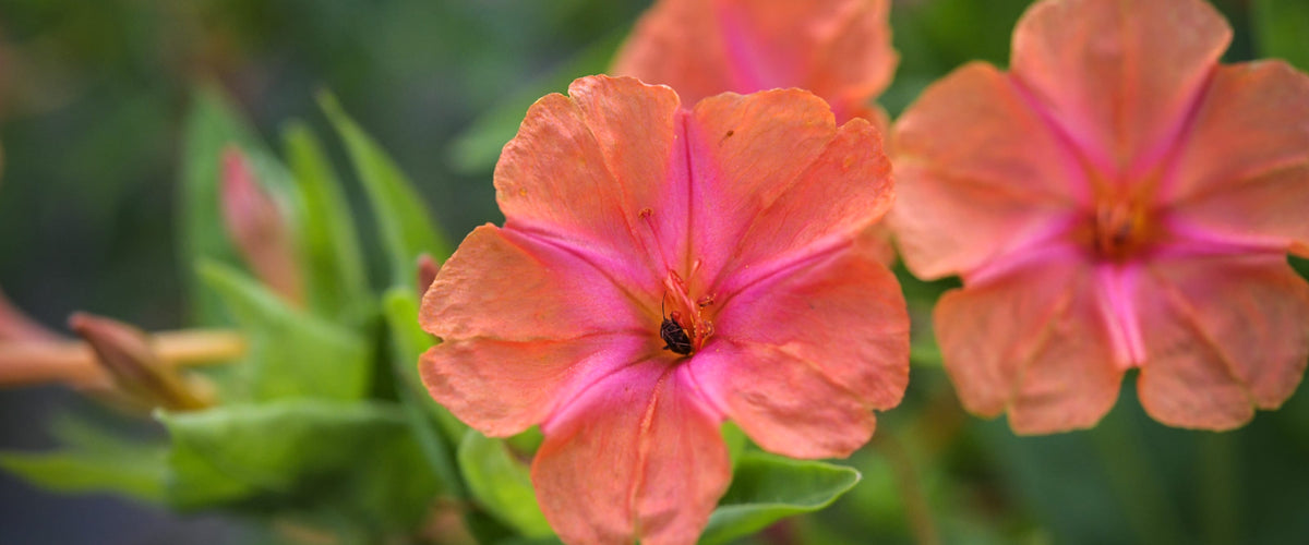 Marvel of Peru or Four O'Clock Seeds collection hero