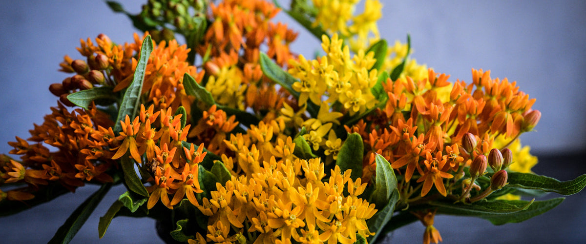 Milkweed Seeds collection hero