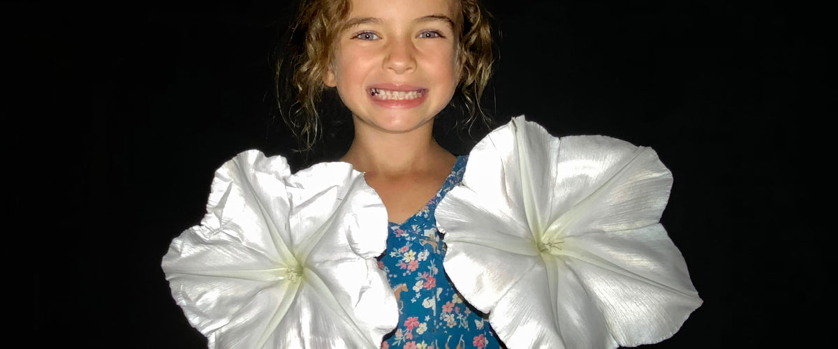 Moonflower Seeds collection hero