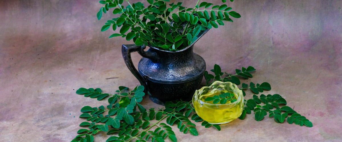 Moringa Seeds collection hero