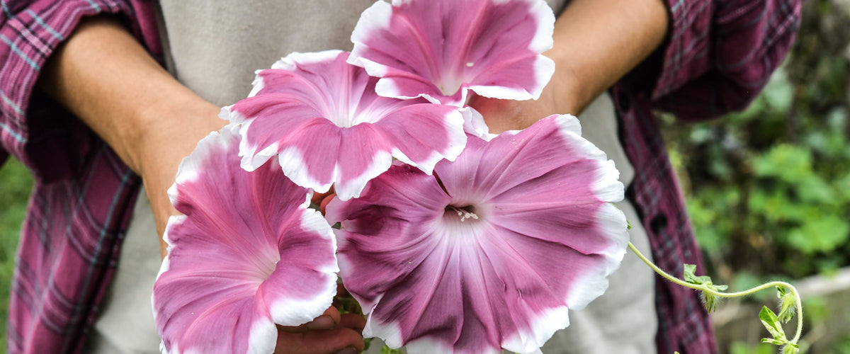 Morning Glory Seeds collection hero