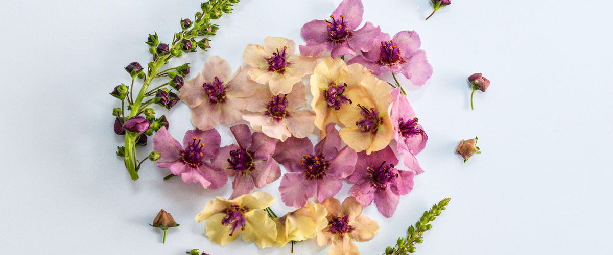 Mullein Seeds collection hero