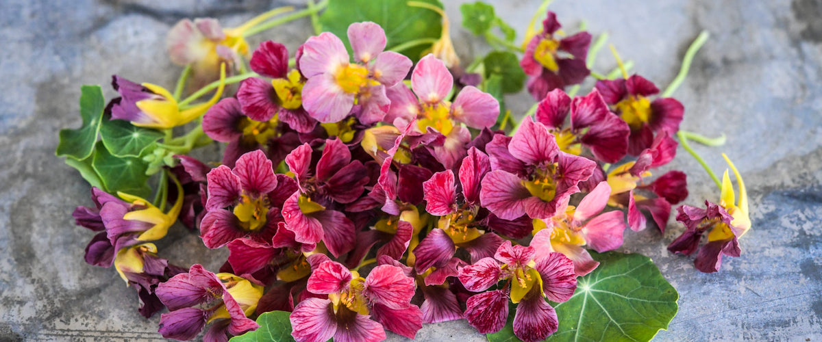Nasturtium Seeds collection hero