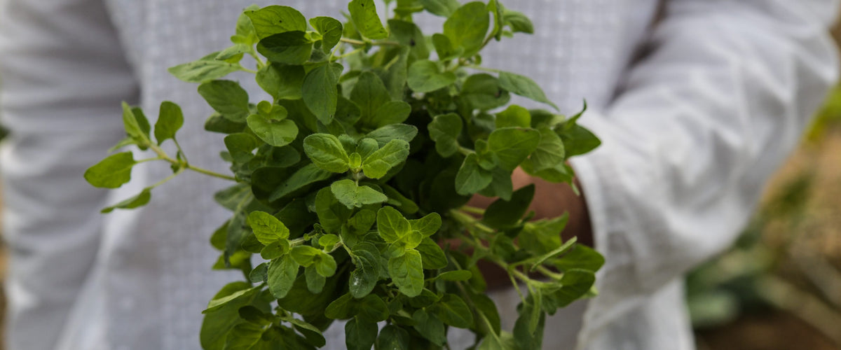 Oregano Seeds collection hero