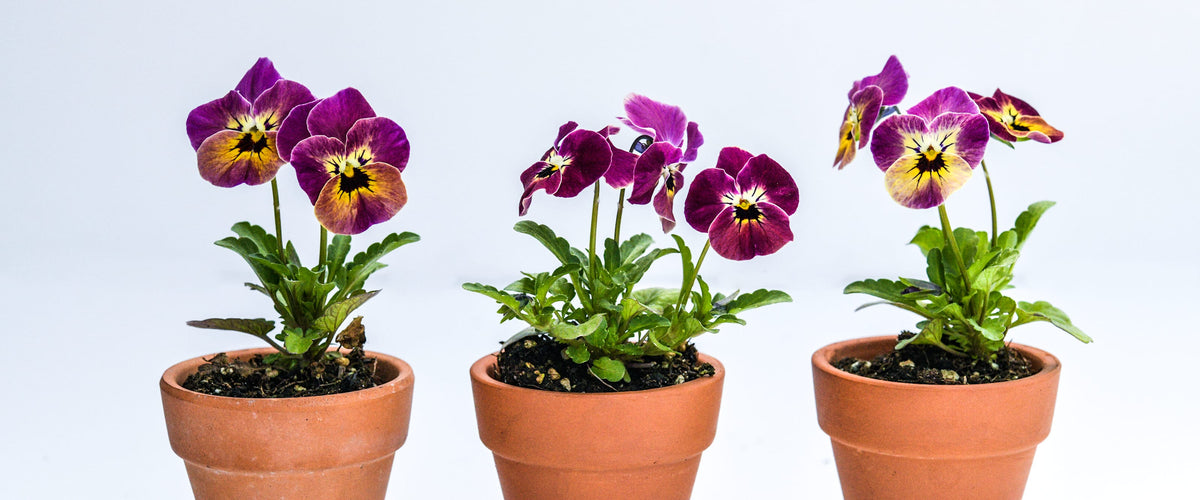 Pansy / Viola Seeds collection hero