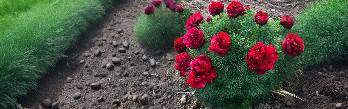 Peony Tubers collection hero