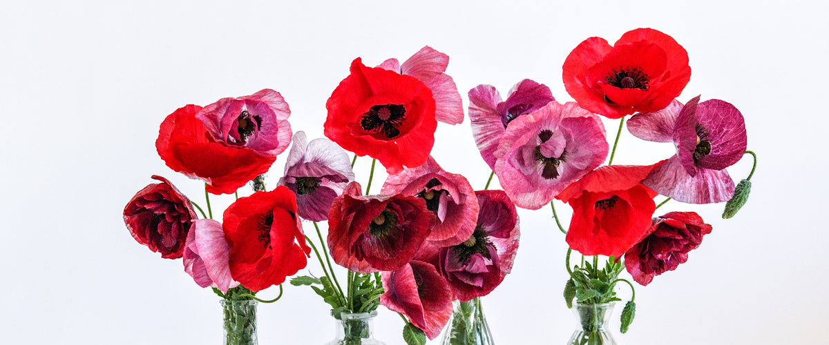 Poppy Seeds collection hero
