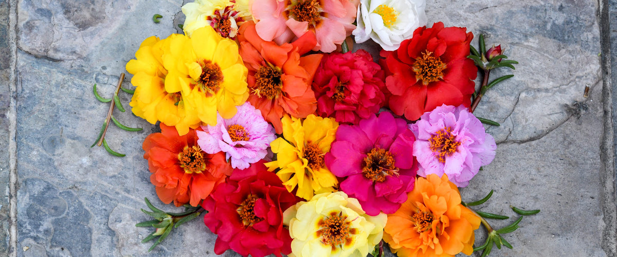 Moss Rose Seeds collection hero