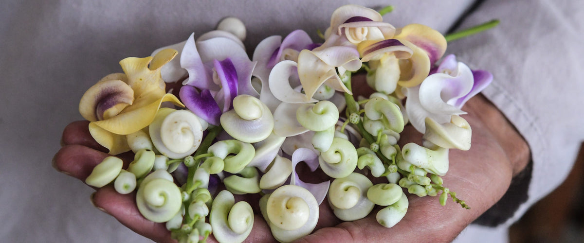 Snail Vine Seeds collection hero