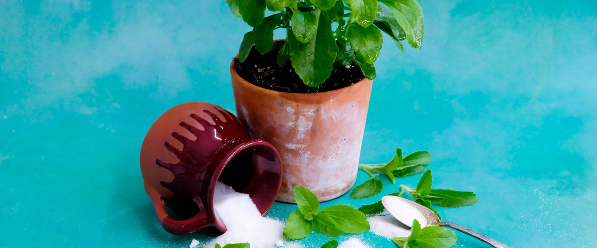 Stevia Seeds collection hero