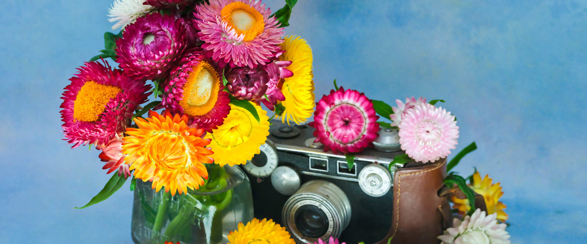 Strawflower Seeds collection hero