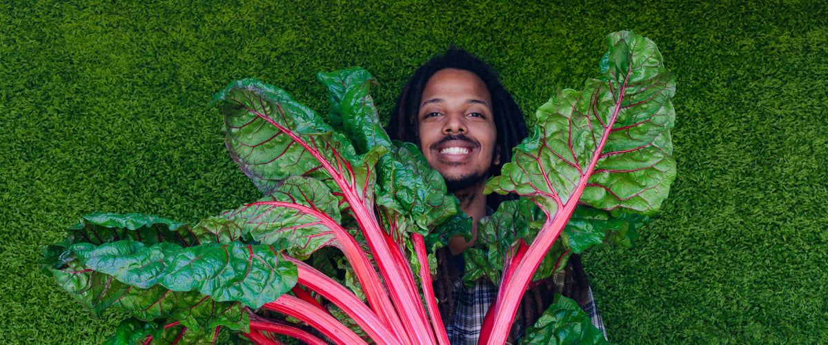 Swiss Chard Seeds collection hero