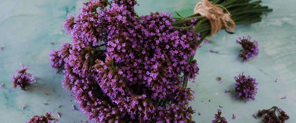 Verbena Seeds collection hero