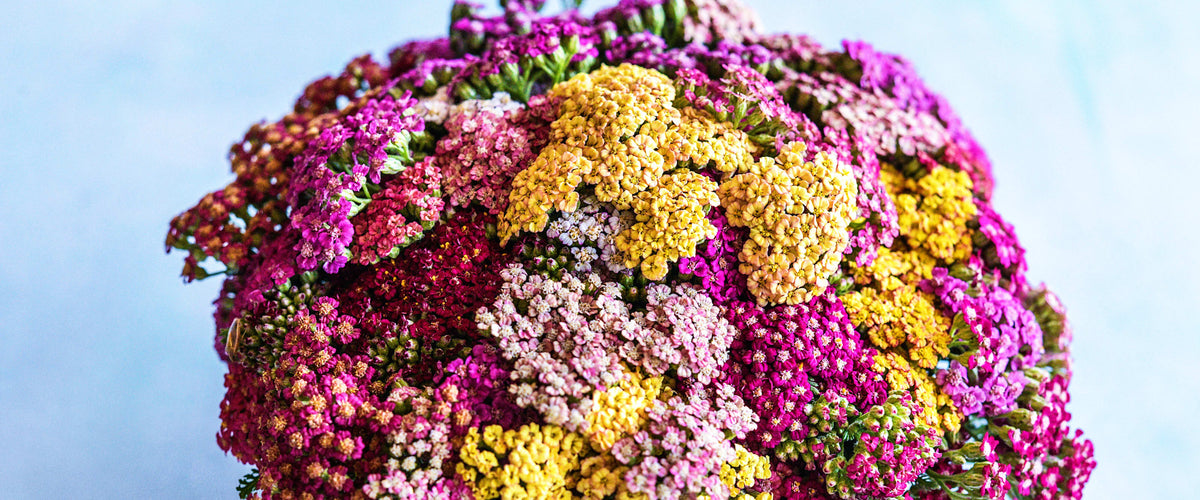 Yarrow Seeds collection hero