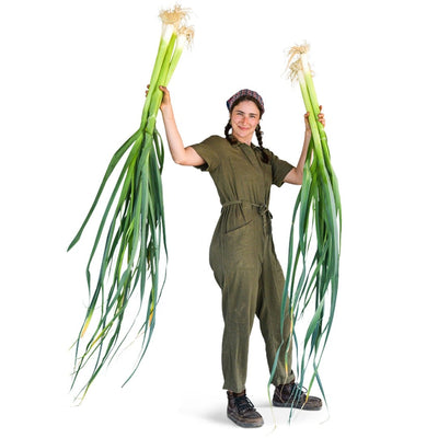 Leek Seeds, Bulgarian Giant
