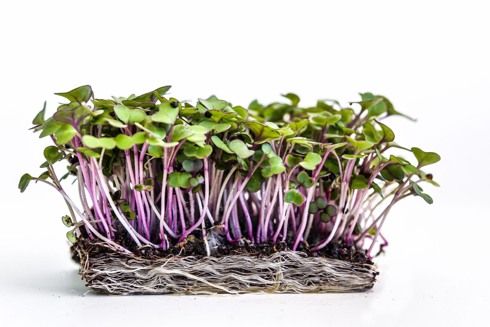 Purple-stemmed microgreens sprouting from a mat of white roots