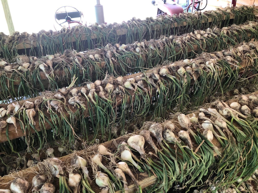 A Family Tradition: The Shirley Hammond Multiplier Onion