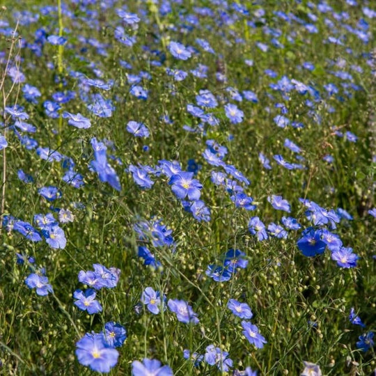 How To Grow Flax Seeds